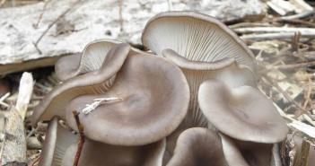 Вешенки – полезный и дешевый аутсайдер в мире грибов