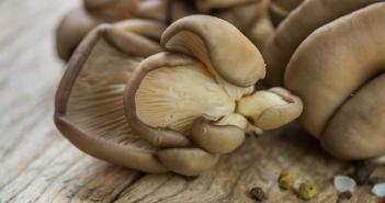 Как правильно готовить лесные грибы вешенки
